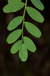 Canadian milkvetch